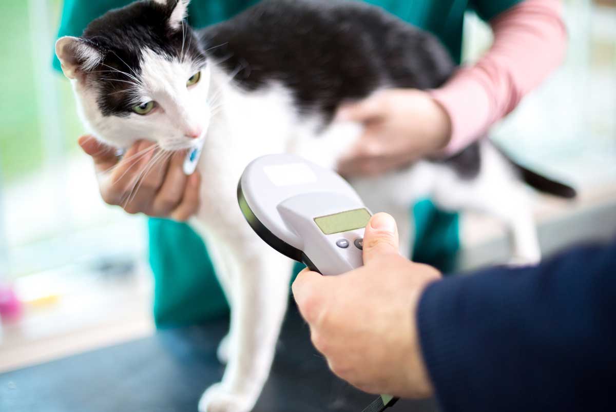 microchip en gato y animales de compañía
