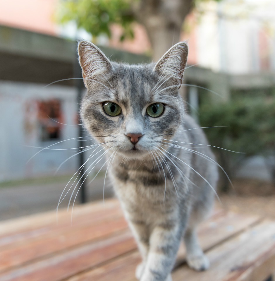 cuenca Colaborar con consultor El gato necesita tener acceso al exterior? | Fundación Affinity