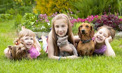 Qué tener en cuenta antes de adoptar un animal de compañia