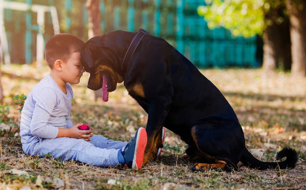 Por Won Planeta Las mejores razas de perros para familias y niños | Fundación Affinity