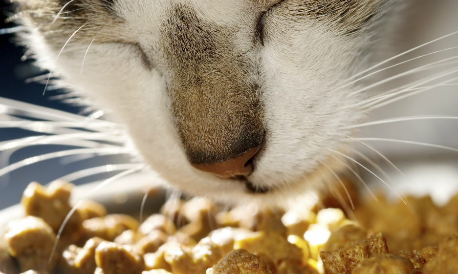 Detalle de un gato oliendo su alimento