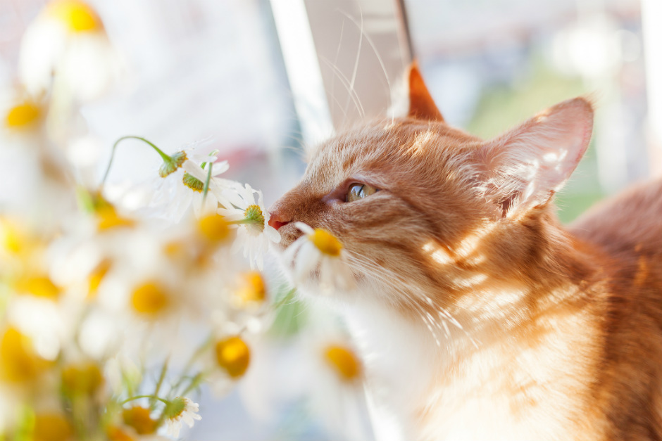 Curiosidades que no conocías del sentido del olfato de los gatos