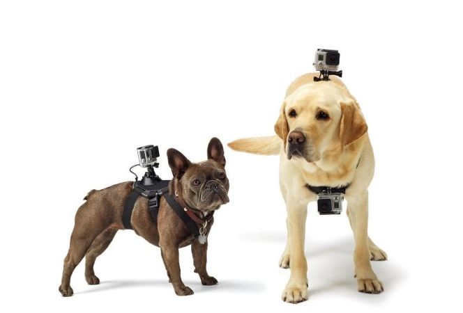Accesorios para perros innovadores