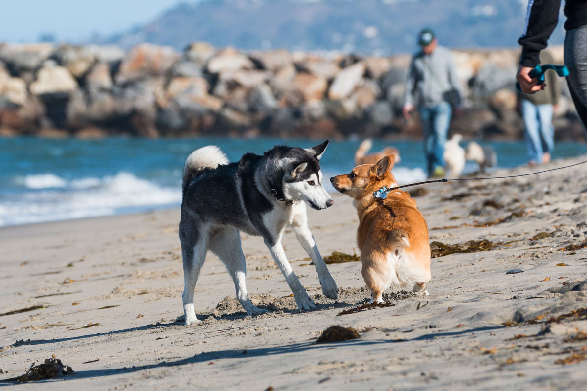 Prepárate para el verano con las playas de perros