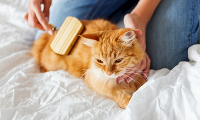 El cepillado reduce la bolas de pelo en los gatos