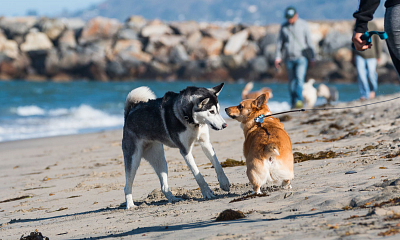 Prepárate para el verano con las playas de perros