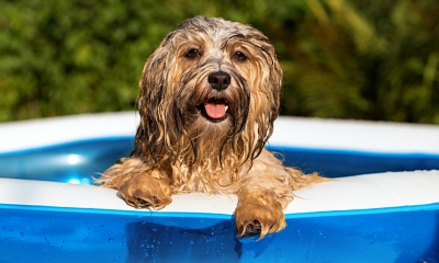 Como quitarle el calor a un perro