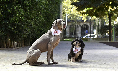 Día mundial de los animales