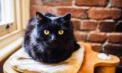 ¿Qué piensas sobre los gatos negros?