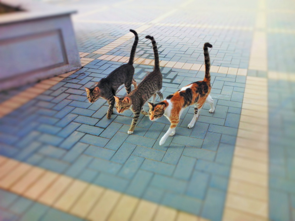 La vida de tres gatos callejeros