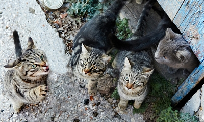 Más de 104.000 perros y de 33.300 gatos fueron abandonados en 2016, una cifra estancada, según Fundación Affinity