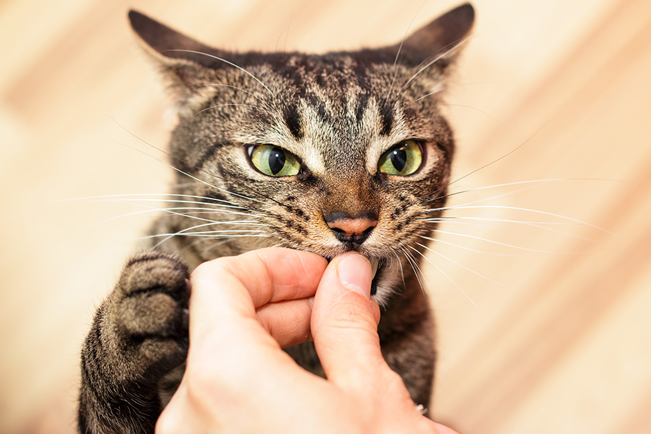 evitar la toxoplasmosis en gatos