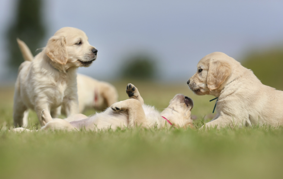 Adopción de Cachorros de Golden Retriever