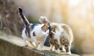 Qué son los gatos ferales y por qué son importantes para nuestra sociedad