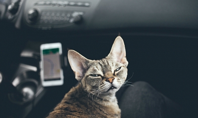 Como viajar en coche con gatos