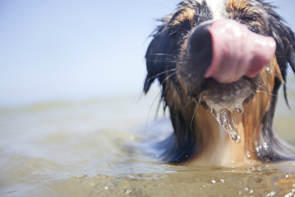 ¿Cómo refrescar a un perro en verano?