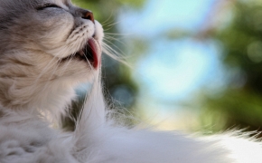 El olfato de los gatos, uno de sus sentidos más importantes