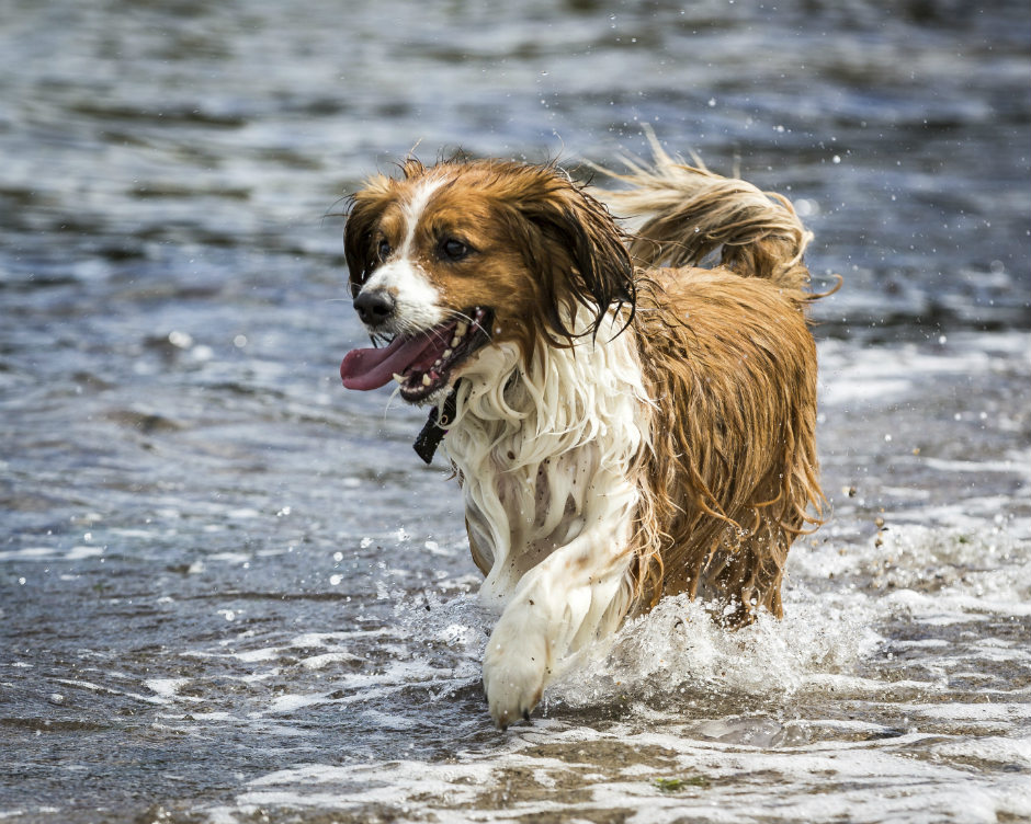 10 tips to keep your dog cool in summer