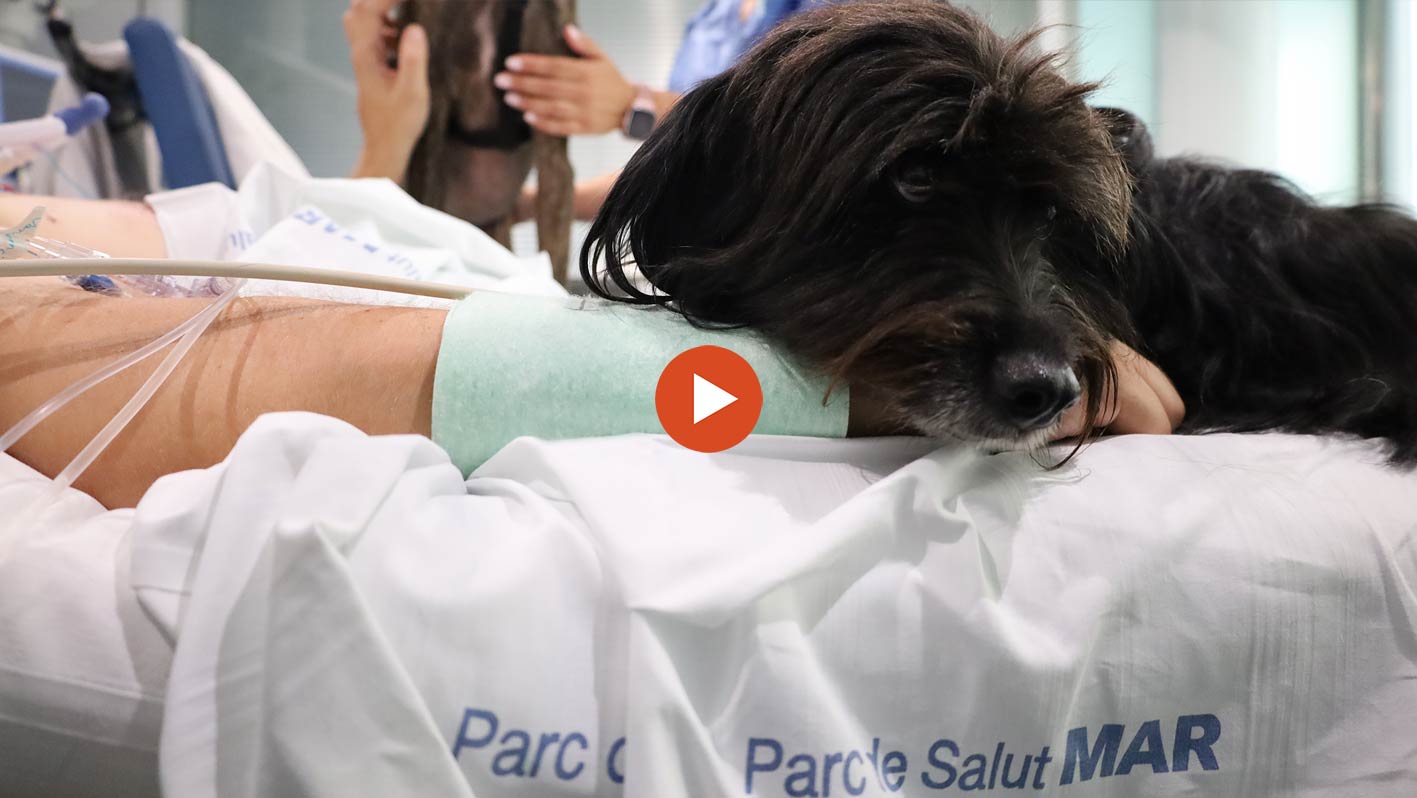Video Gossos de teràpia per a pacients a l'UCI