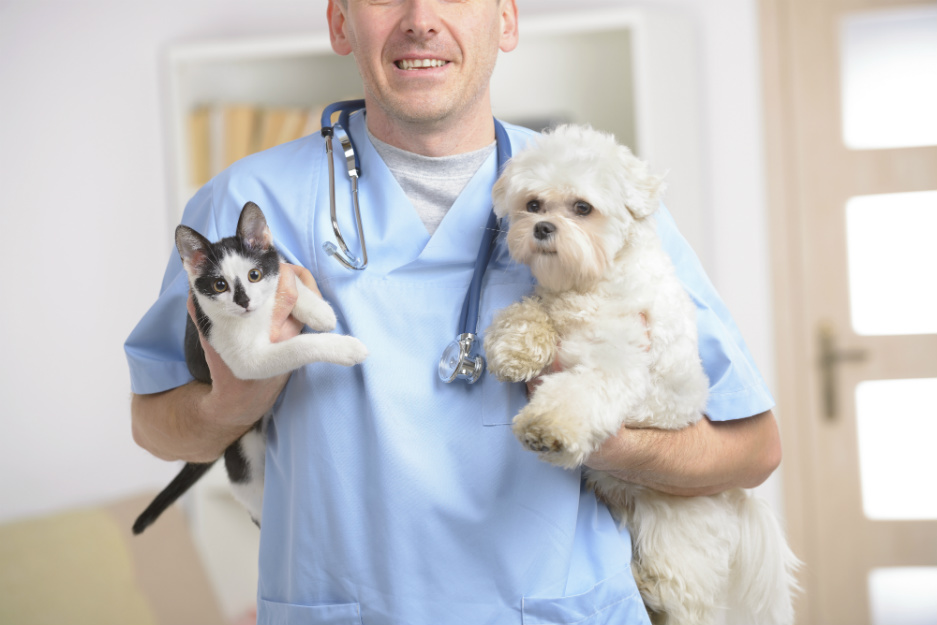 Veterinario con un perro y un gato en consulta