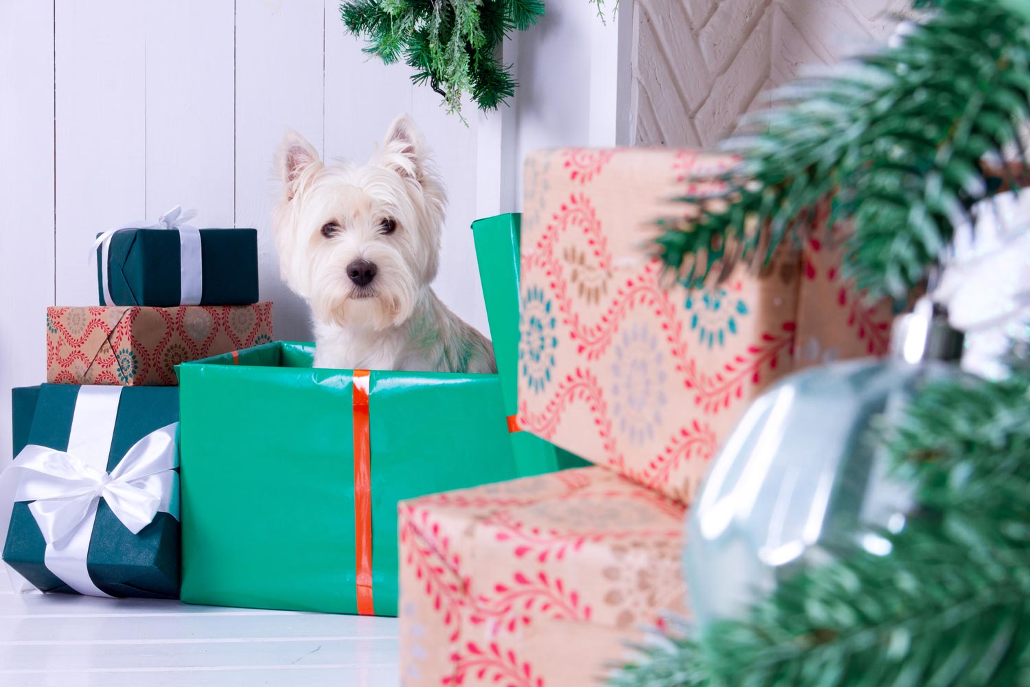 Los perros no se deben confundir con regalos