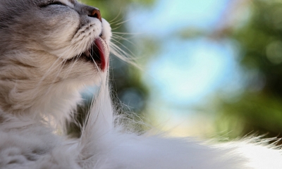 El olfato de los gatos, uno de sus sentidos más importantes