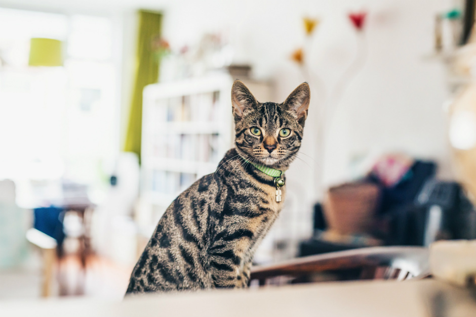 Cómo crear el ambiente ideal para el bienestar de tu gato