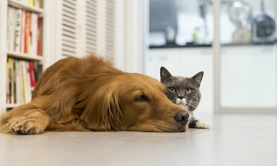 Prohibido regalar animales como premio