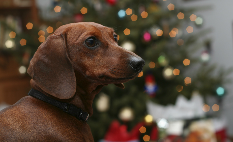 Is it a good idea to give someone a dog or cat for Christmas?