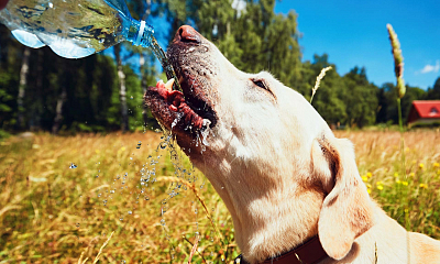 Consejos de cómo cuidar a nuestro perro en verano