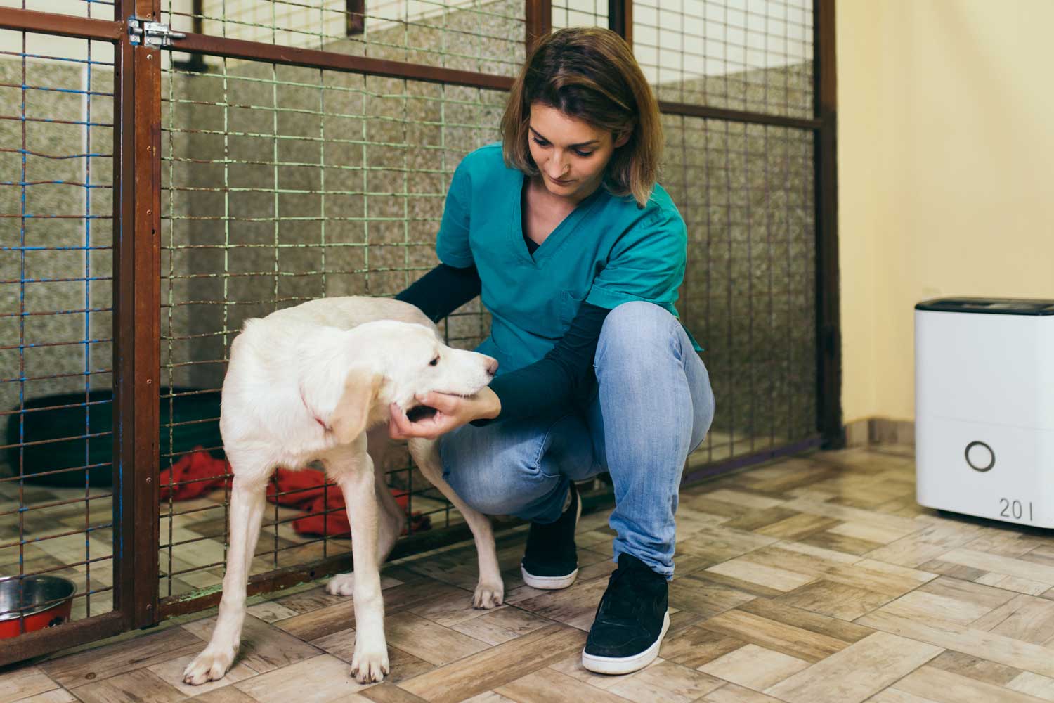 cómo ayudar animales sin hogar