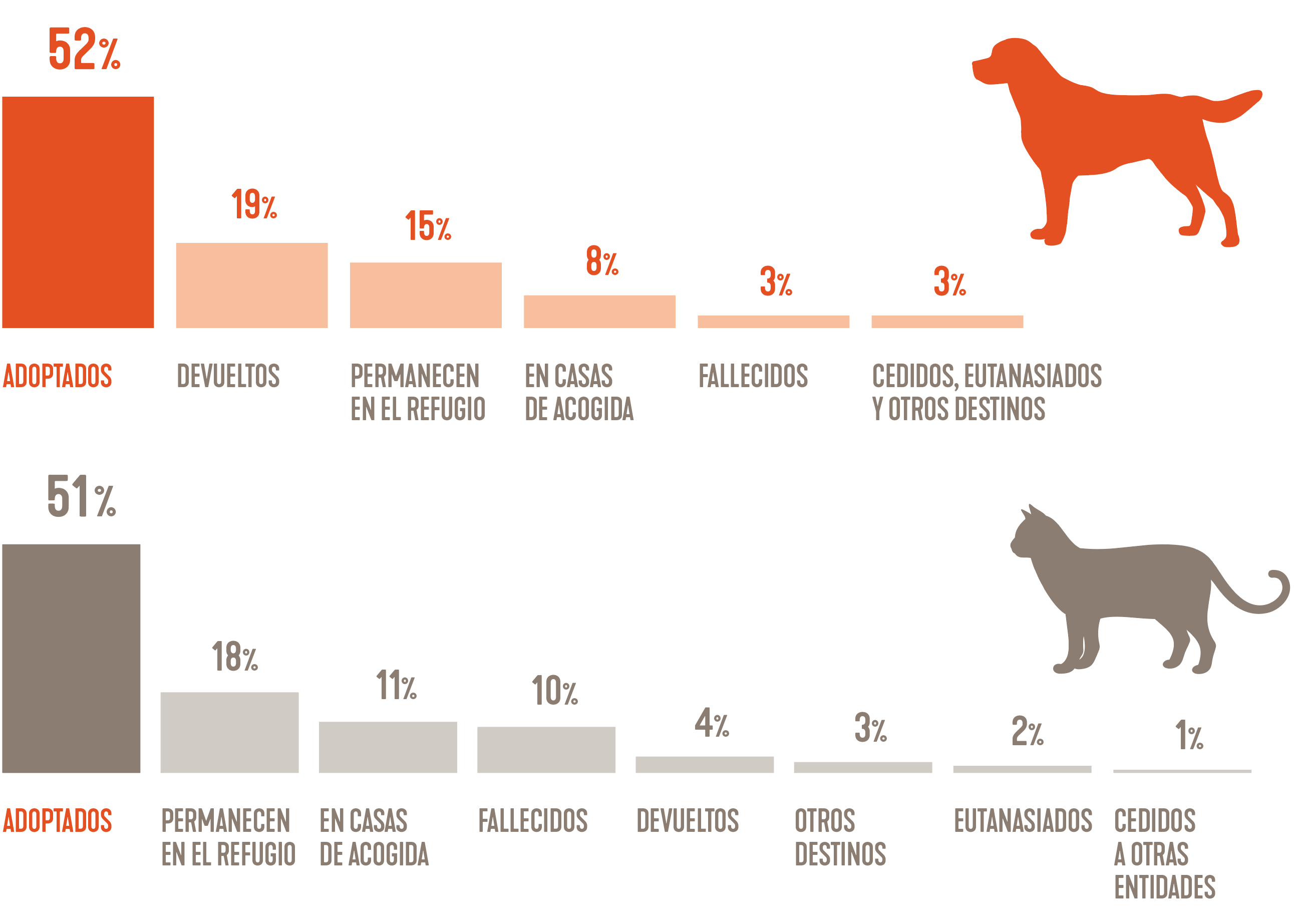 Multa puramente fregar Las cifras del abandono de perros y gatos aún lejos de descender |  Fundación Affinity
