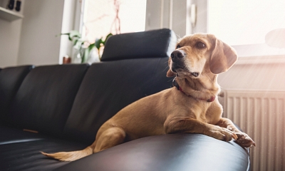 Cómo tratar la ansiedad por separación en perros