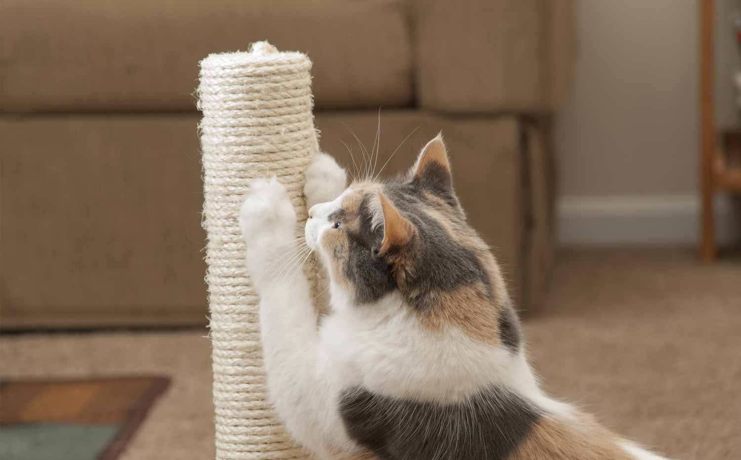 Qué hacer para que tu gato no arañe ni destroce tus muebles