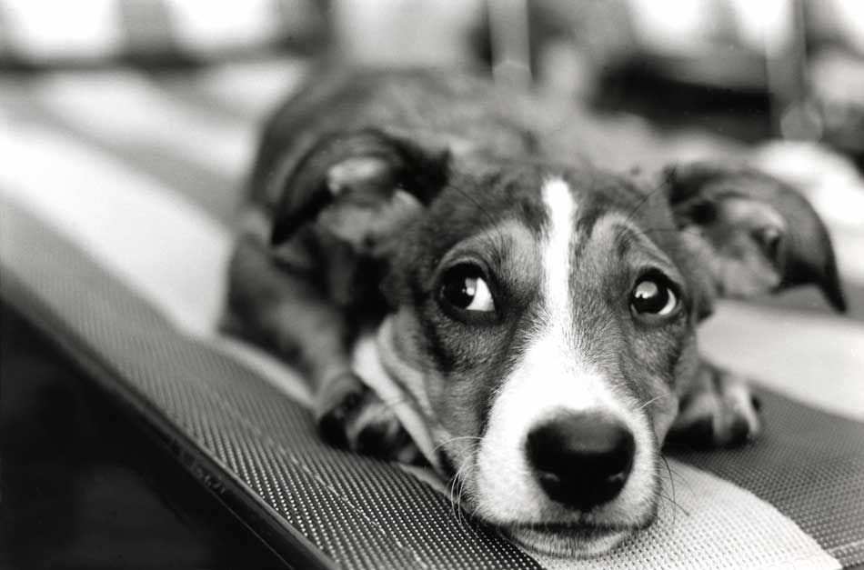 Ansiedad por separación en en perros | Fundación Affinity