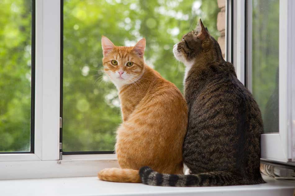 Dos gatos en la ventana