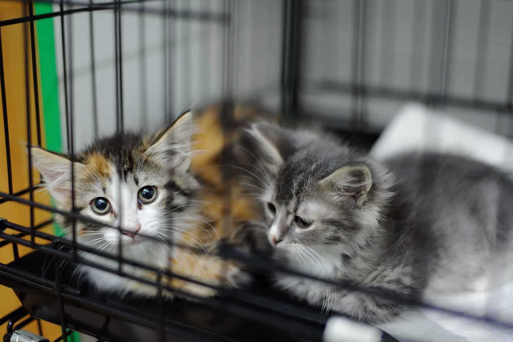 Camada de gatitos para ser adoptados