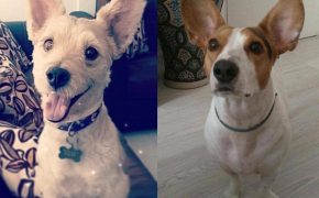 Historias de adopción Drunk y Dumbo perros adoptados 