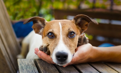 Vida Verde: Los animales no son cosas