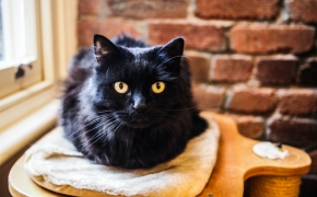 ¿Qué piensas sobre los gatos negros?