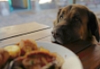 Evita que tu perro exija comida en la mesa cada día