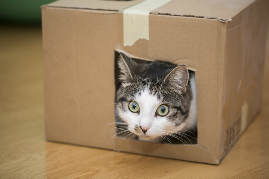 ¿Es importante adaptar la casa a las necesidades del gato?
