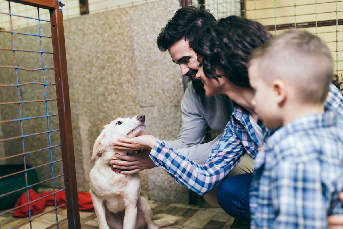 Protectoras de animales España vinculadas al estudio sobre abandono 2019 | Fundación Affinity