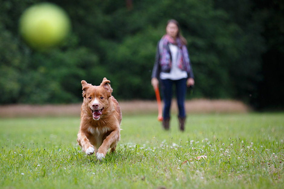 perro corriendo por un jardín detrás de una pelota