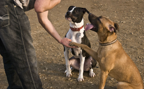 Órdenes básicas de obediencia para perros 