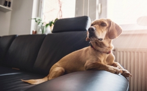 Cómo tratar la ansiedad por separación en perros