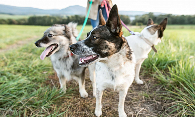 Las ventajas de adoptar a un perro mestizo” - Fundación Affinity