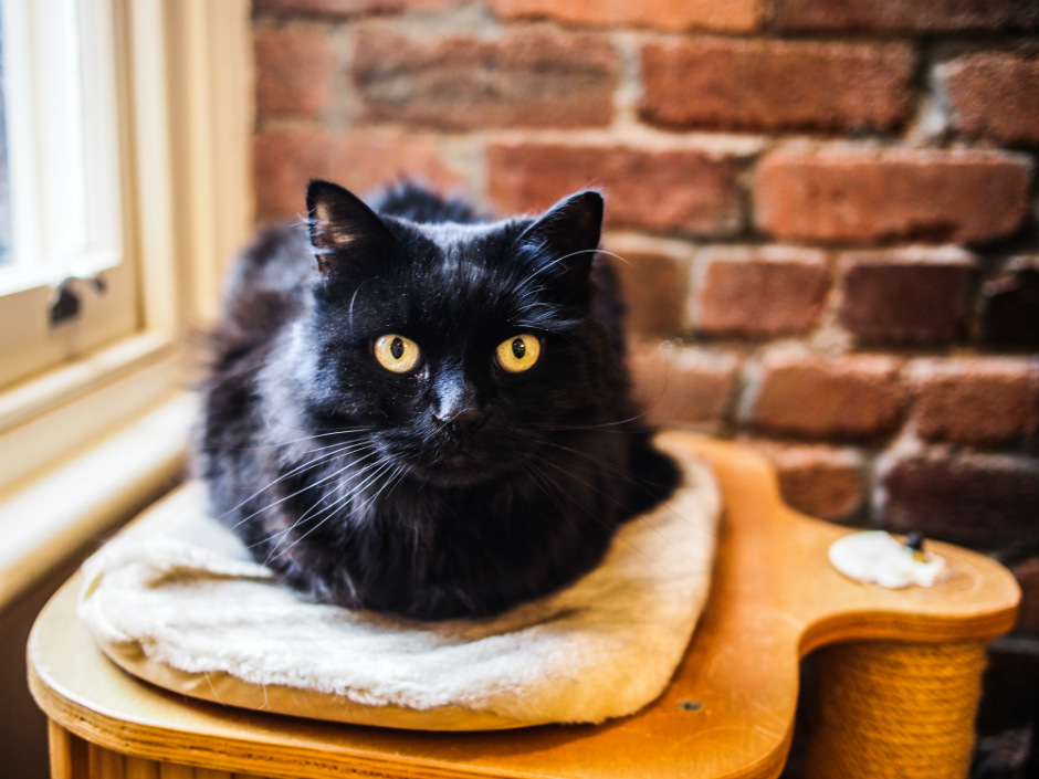 ¿Qué piensas sobre los gatos negros?