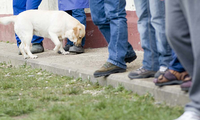 Terapias con perros en centros penitenciarios