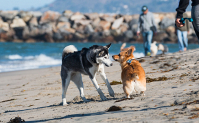 Prepárate para el verano con las playas de perros